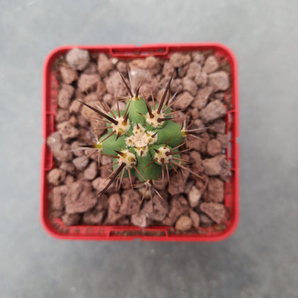 Echinopsis deserticola