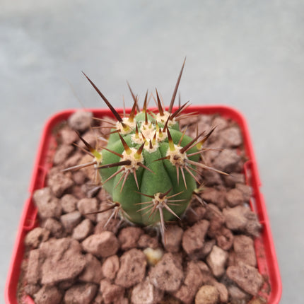 Echinopsis deserticola