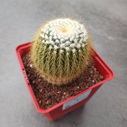 Eriocactus (eriocephala) claviceps 'S' y 'M' - DesertSTORE.es