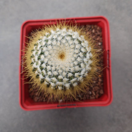 Eriocactus (eriocephala) claviceps 'S' y 'M' - DesertSTORE.es