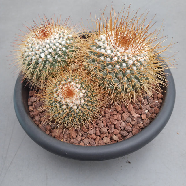 Mammillaria pringlei 'Tarrina' 30 cm