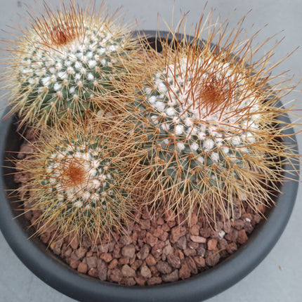 Mammillaria pringlei 'Tarrina' 30 cm