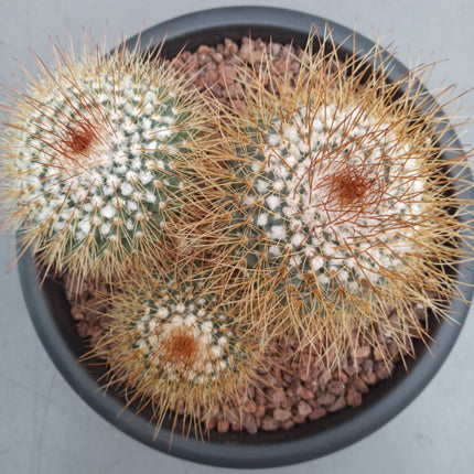 Mammillaria pringlei 'Tarrina' 30 cm