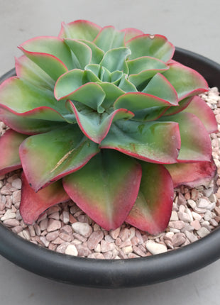 Echeveria fire and ice
