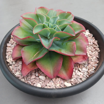 Echeveria fire and ice