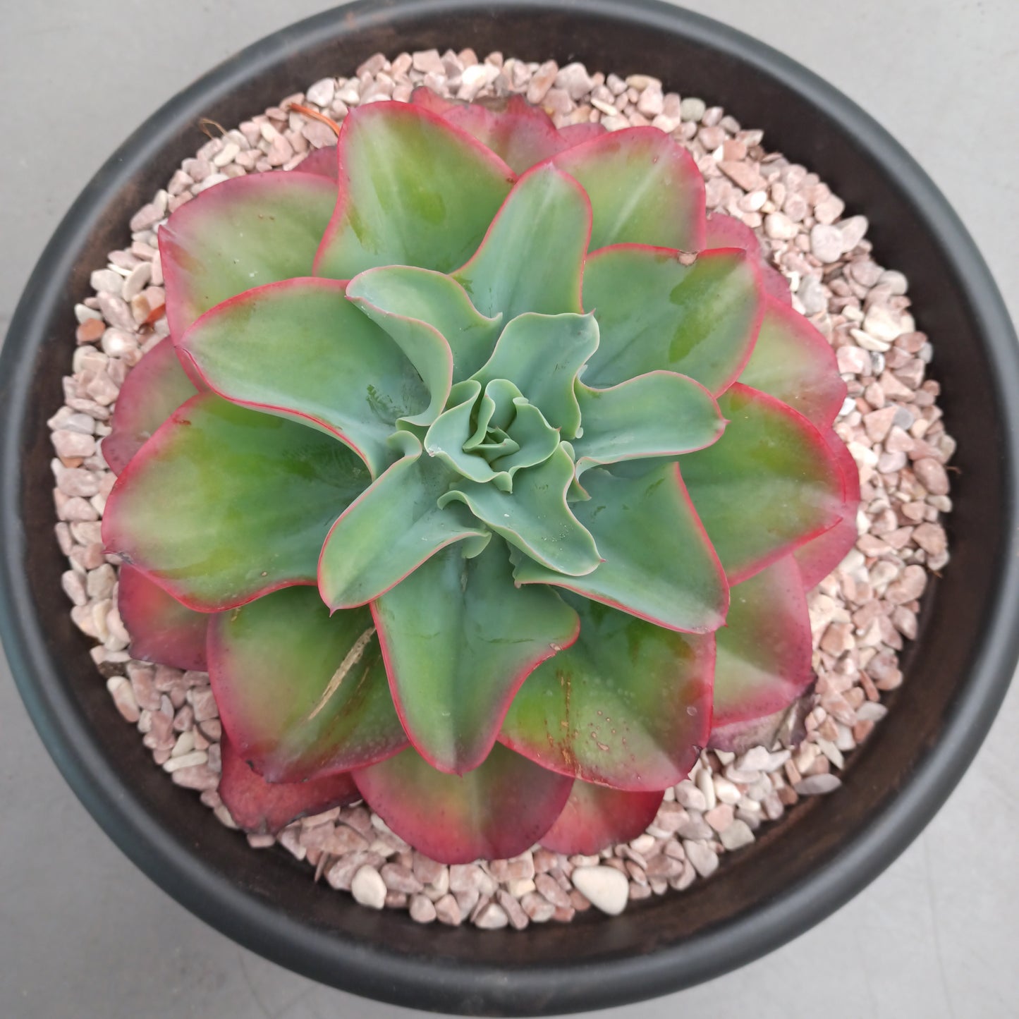 Echeveria fuego y hielo