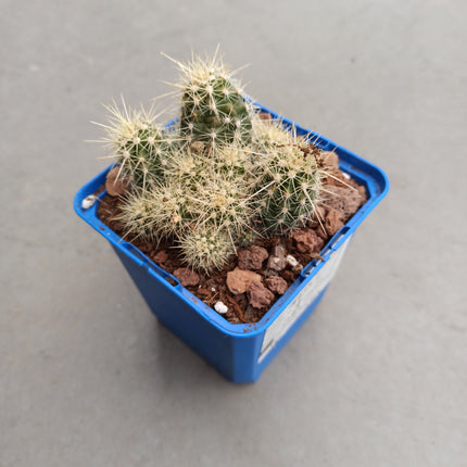 Echinocereus maritimus