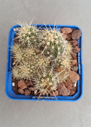Echinocereus maritimus