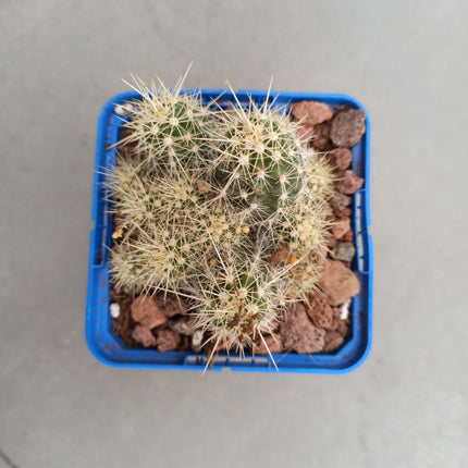 Echinocereus maritimus