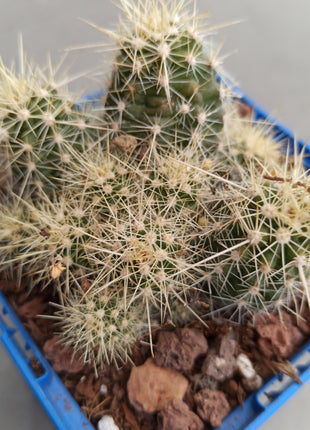 Echinocereus maritimus