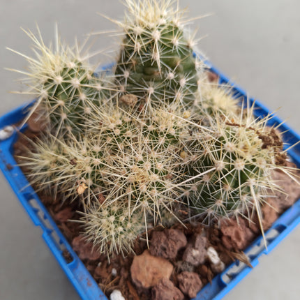 Echinocereus maritimus