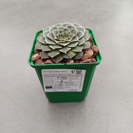 Graptopetalum bellum (Tacitum bellum)