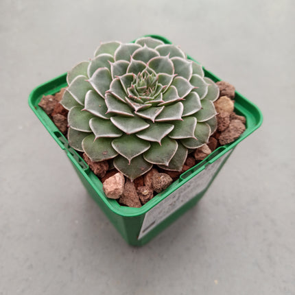 Graptopetalum bellum (Tacitum bellum)