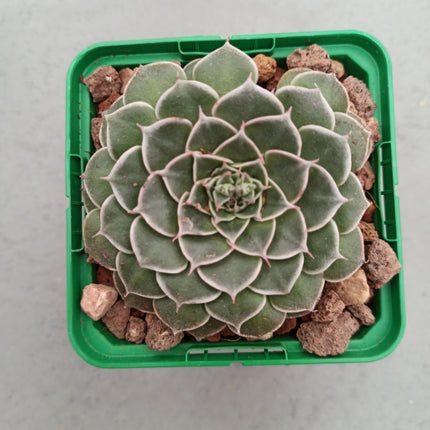 Graptopetalum bellum (Tacitum bellum)