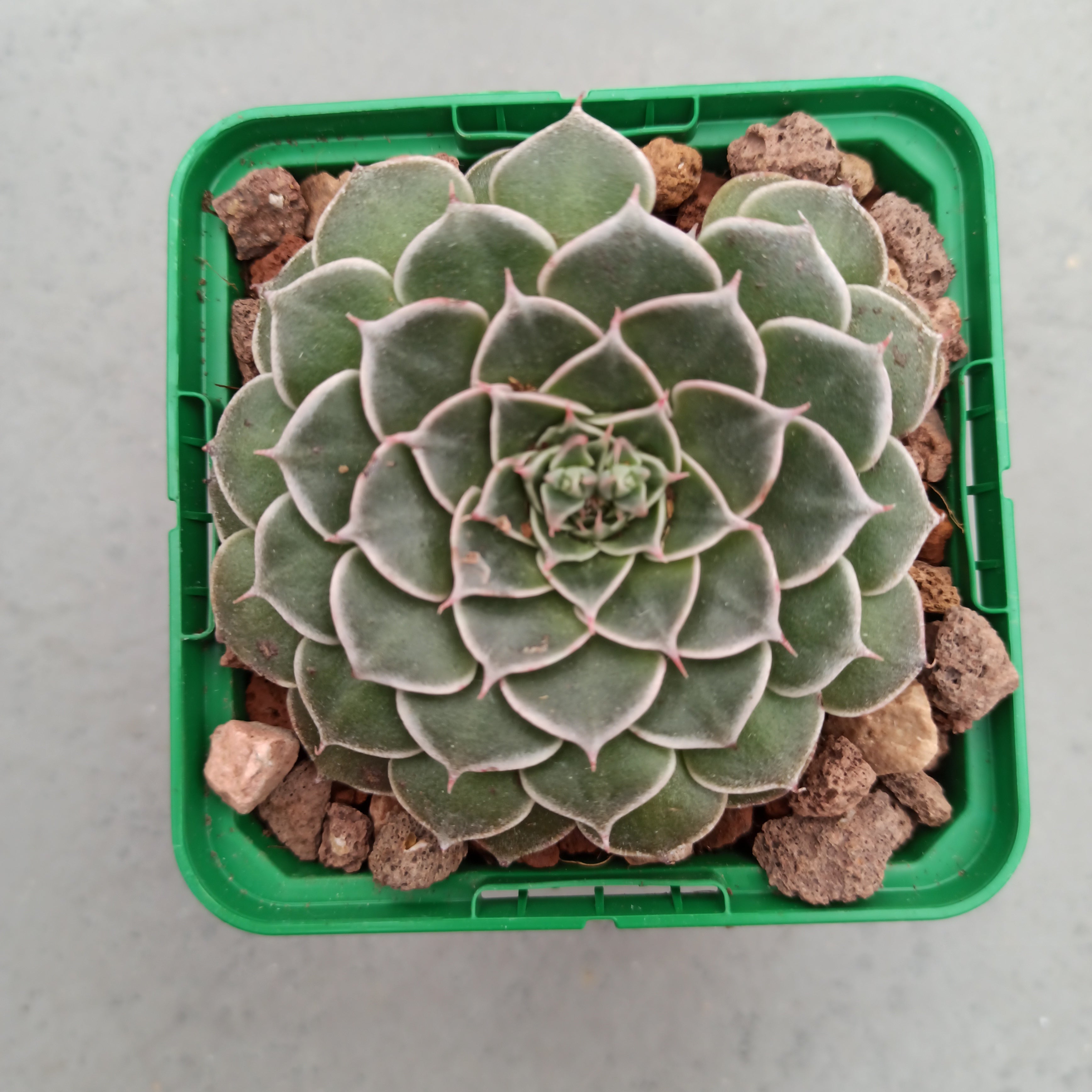 graptopetalum bellum succulent plants Graptopetalum bellum (Tacitum bellum) – DesertSTORE.es