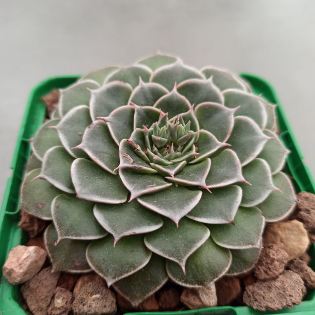 Graptopetalum bellum (Tacitum bellum)