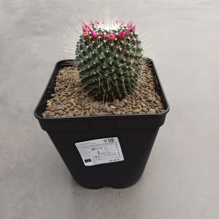 Mammillaria spinosissima cv. a peak