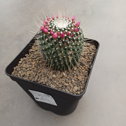 Mammillaria spinosissima cv. a peak