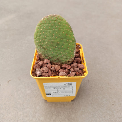Opuntia microdasys ‘Caress’