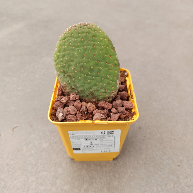 Opuntia microdasys ‘Caress’