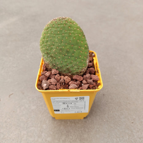 Opuntia microdasys ‘Caress’