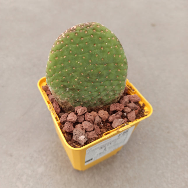 Opuntia microdasys ‘Caress’