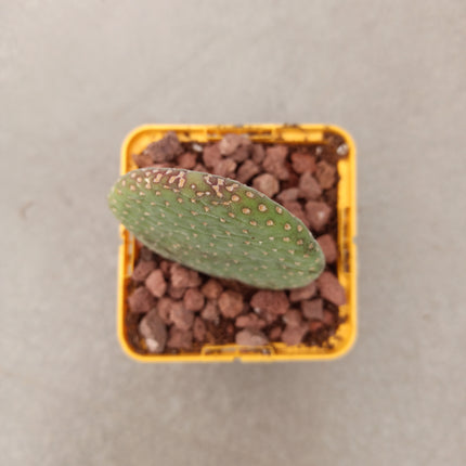 Opuntia microdasys ‘Caress’