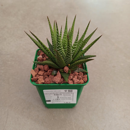 Haworthiopsis attenuata var. attenuated