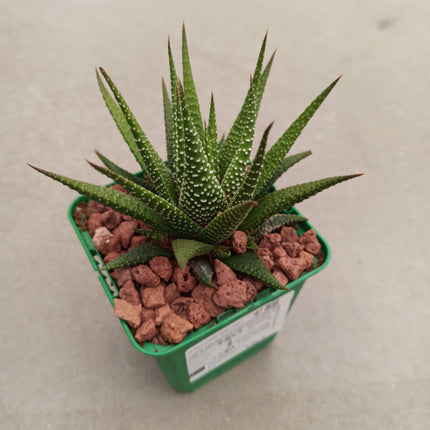 Haworthiopsis attenuata var. attenuated