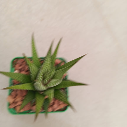 Haworthiopsis attenuata var. attenuated