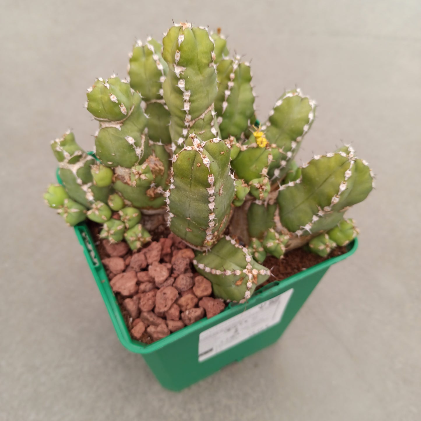 Euphorbia polyacantha 'S' und 'M'