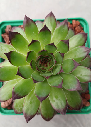 Sempervivum tectorum
