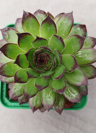 Sempervivum tectorum