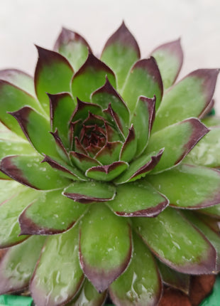 Sempervivum tectorum
