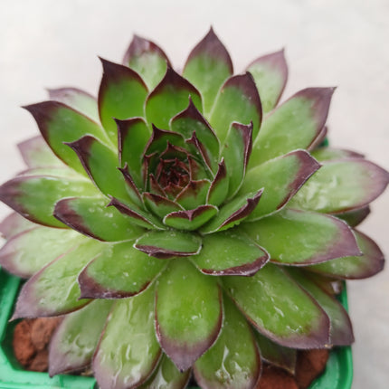 Sempervivum tectorum