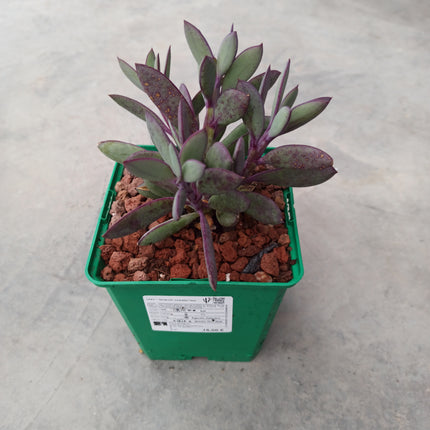 Senecio crassissimus