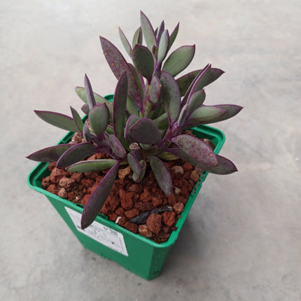 Senecio crassissimus