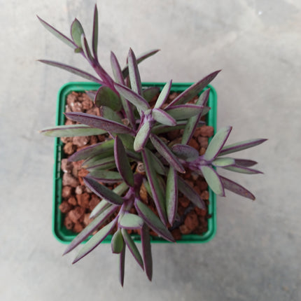 Senecio crassissimus
