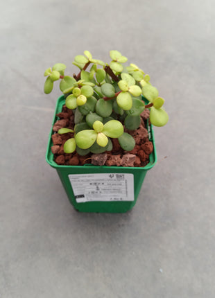 Portulacaria afra