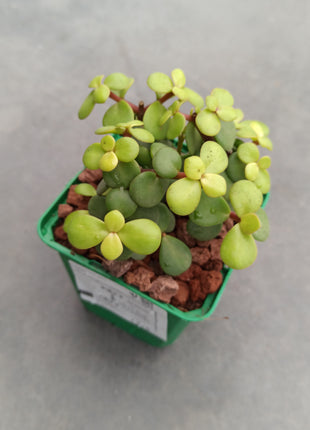 Portulacaria afra