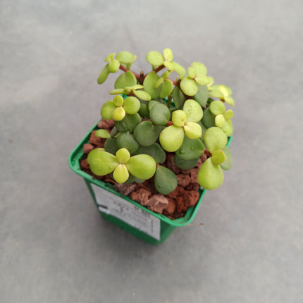 Portulacaria afra