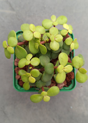 Portulacaria afra