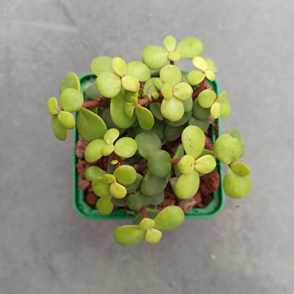 Portulacaria afra