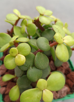 Portulacaria afra