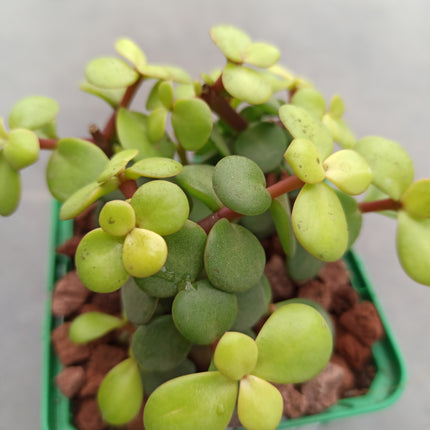 Portulacaria afra