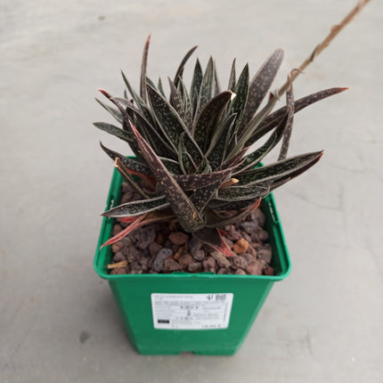 x Gasteraloe 'White Wings'