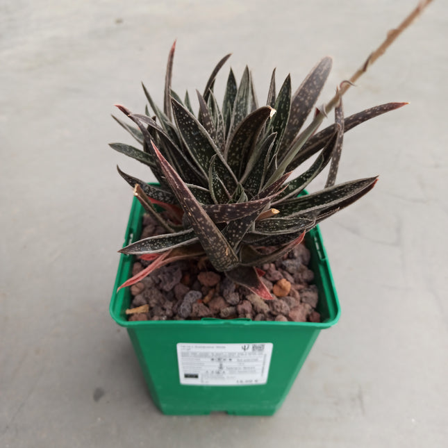 x Gasteraloe 'White wings'