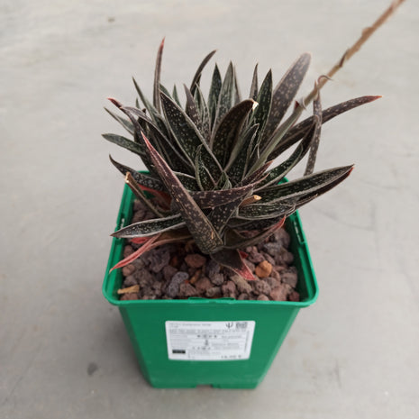x Gasteraloe 'White Wings'