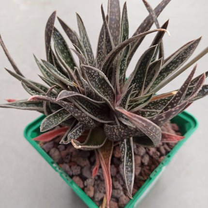 x Gasteraloe 'White Wings'