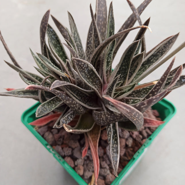 x Gasteraloe 'White wings'